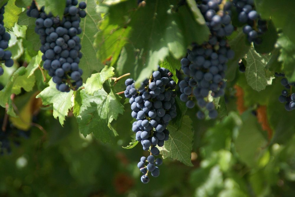 Viñedos de Parras Coahuila La Carrera Panamericana