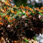 Santuarios de la Mariposa Monarca