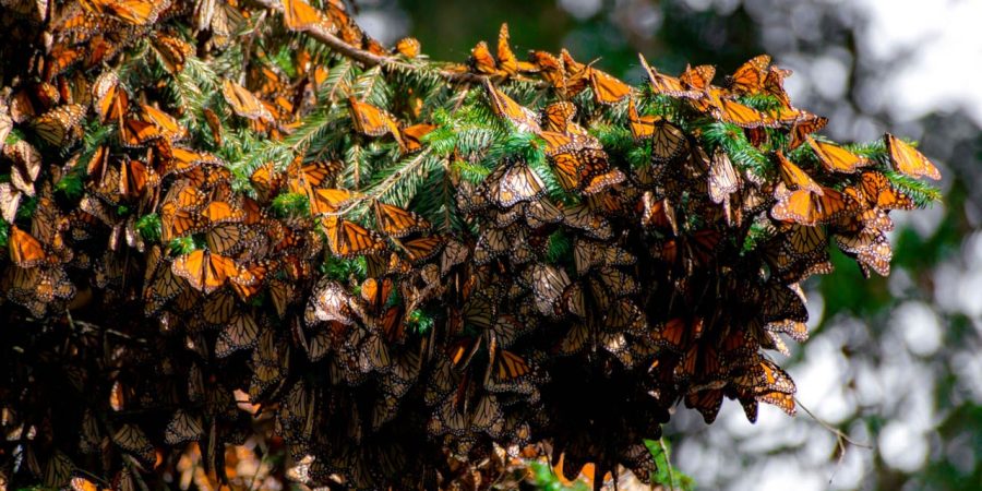 Santuarios de la Mariposa Monarca